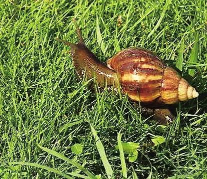 非洲蜗牛视频,探寻其独特生存智慧与生态价值