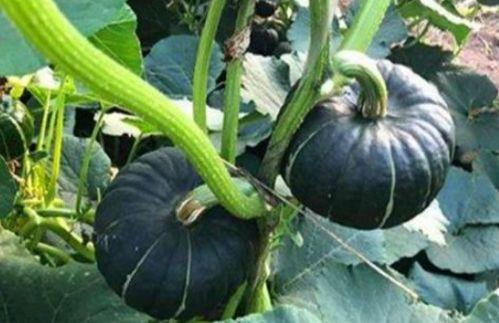 网红qq吃瓜群,娱乐圈幕后风云尽收眼底