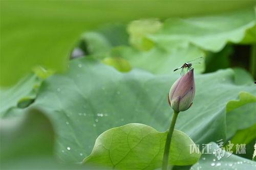 法国含苞待放在线播放,浪漫光影下的青春旋律